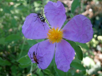 Kwiatostany czystka zwabiały wyjątkowo wiele chrząszczy