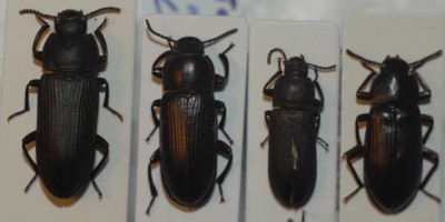 Od lewej: Tenebrio opacus, T. molitor, T. obscurus i N. picipes