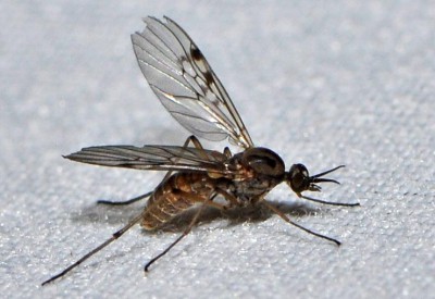 A. Diptera