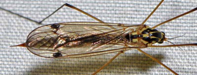 E. Diptera