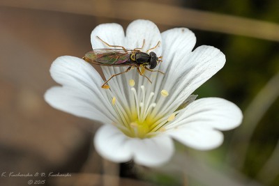 Syrphidae 3