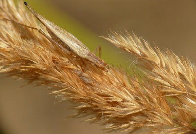 Nakwietnik trębacz (Oecanthus pellucens)