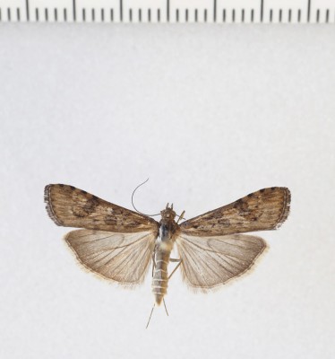 Bywali też dobrzy znajomi z naszego podwórka: Nomophila noctuella   (Denis &amp; Schiffermüller, 1775)