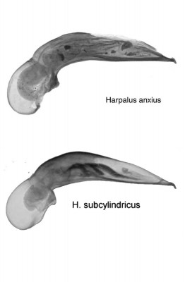 H. anxius-subcylindricus.jpg