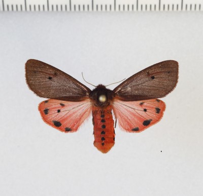Phragmatobia placida   (Frivaldszky, 1835)