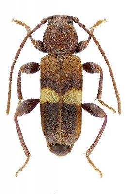 P.fasciatus2.jpg
