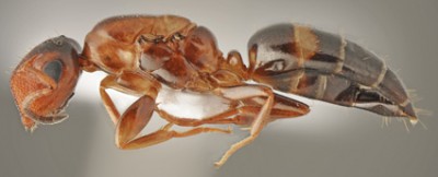 Camponotus truncatus_gyne lateral.jpg