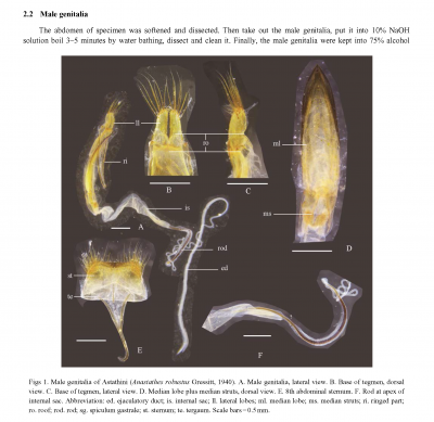 Strony od Comparative morphology study of the male genitalia in the tribe Astathini from China.png