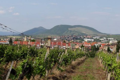 Widok na Eger ze wzgórza z winnicami.jpg