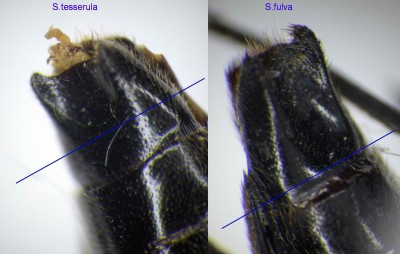 S.tesserula vs S.fulva _3..jpg