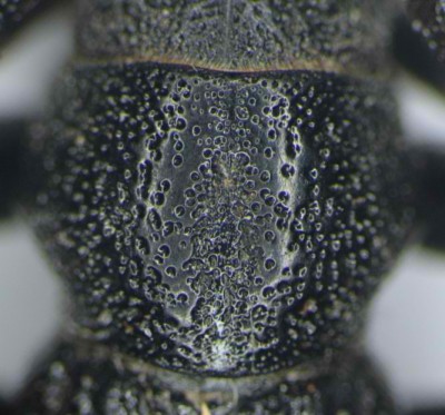 D.cervae - bruzda na przedpleczu (szerokie pole połączonych punktów)