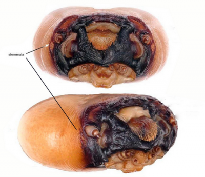 head of larvae (Slipinski 2013).png