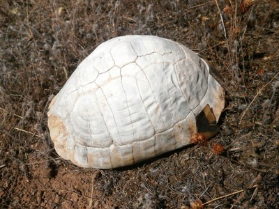 Albinos? Nie, to żółw, który zbyt długo leżał na słońcu :-)