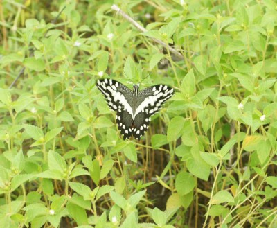 Papilio demodocus demodocus Esper , 1798.jpg