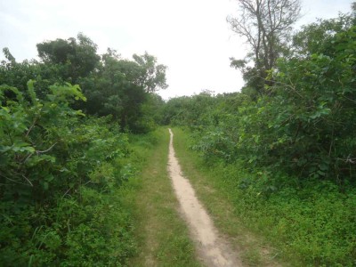 Droga przecinająca Tanji Bird Reserve.jpg