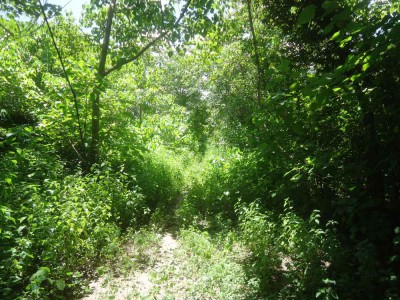 Kabafita forest park na północ od miasta Brikama.jpg