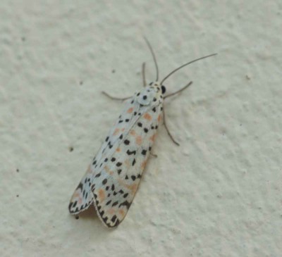Arctiidae Tiger moth.jpg