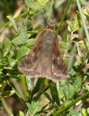 Motyl (17), Laskowice N, 07.16(Komp).jpg