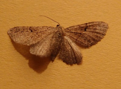 Motyl (11a), Szczeglacin, 09.16(Komp).jpg
