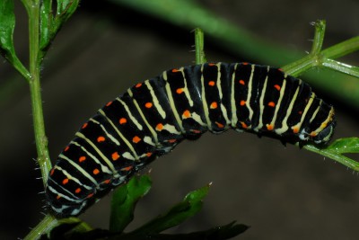 040. Papilio machaon LINNAEUS, 1758.jpg
