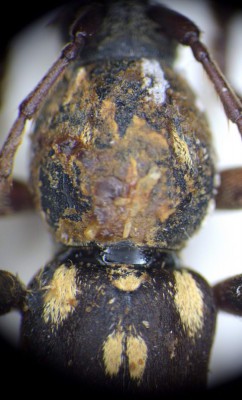 Isotomus speciosus - brudny, przed umyciem