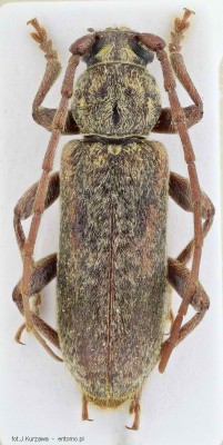 Trichoferus griseus (Poland) _1.jpg