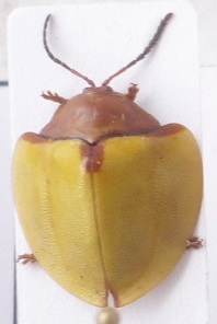 2) Paraselenis sp. Bolivia.
