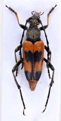 Stictoleptura cordigera anojiaensis (SLÁMA 1982).jpg