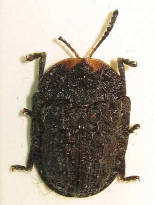 10) Laccoptera cicatricosa (black form)? Malawi.
