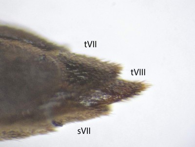 Male, last segments of abdomen, lateral, asemum striatum.jpg