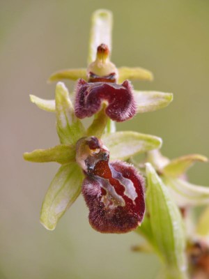 Ophrys sp1.jpeg