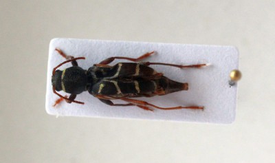 X. ibex, Białowieża, ex larva V.2017, failure