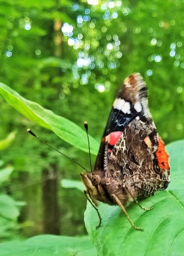 Motyl - zdjęcie (3).jpg