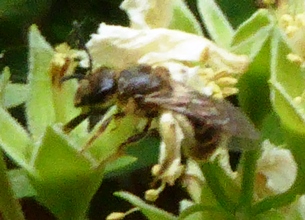 pszczoła 3.JPG