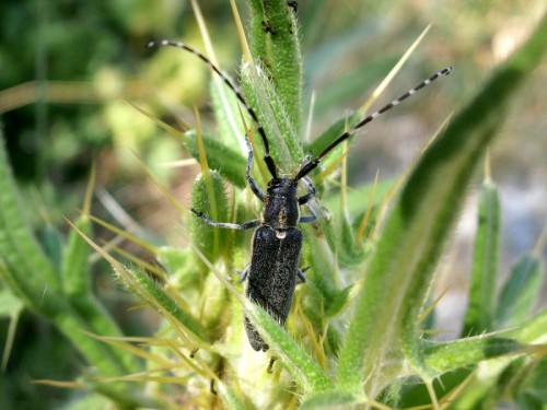 Agapanthia cynarae - 08 VII wciąż jeszcze obserwowana na ostach wysoko na stokach Ossy