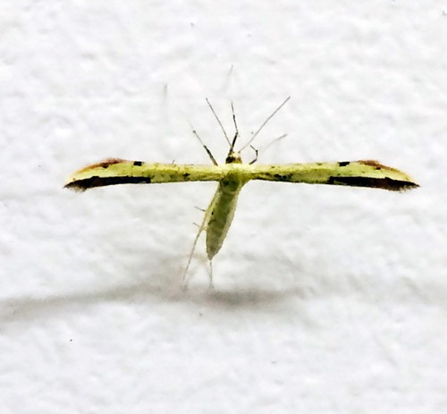 Pterophoridae1m.jpg