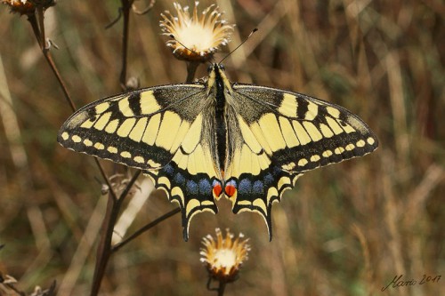 Papilio machaon 24.07.2017r.
