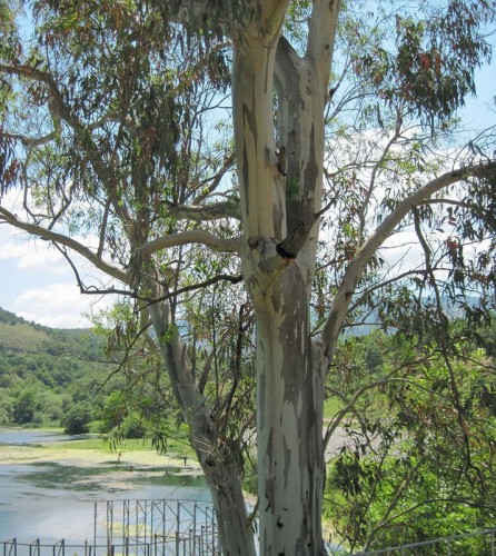 Eukaliptus gałkowy (Eucalyptus globulus)