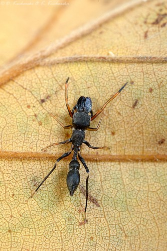 Skakun (Myrmarachne) upodabniający się do mrówki.