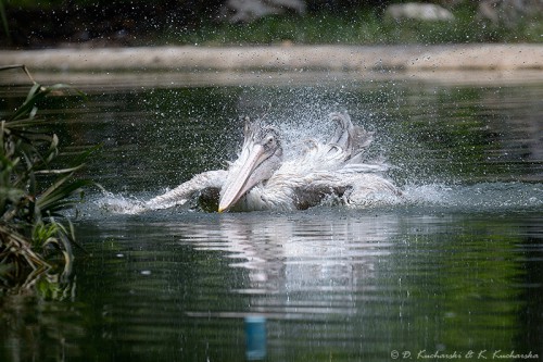 Poranna kąpiel pelikana
