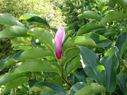 kwiat magnolii w sierpniu.jpg