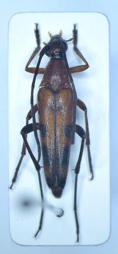 Stenurella septempunctata (Fabricius, 1792)