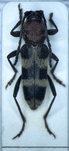 Chlorophorus hungaricus Seidlitz, 1891