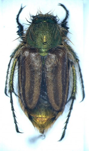 Eulasia (Vittateulasia) pareyssei (Brullé, 1832).JPG