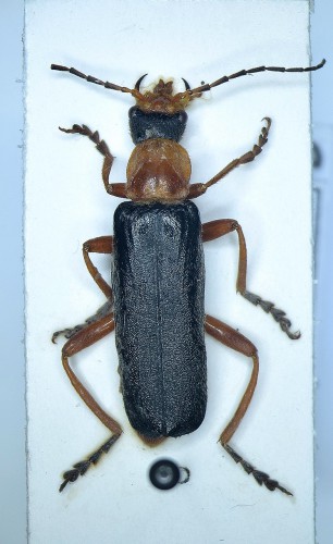 Cordicantharis longicollis.JPG