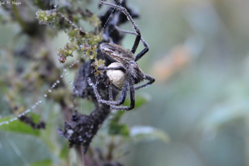 5 - pająk obejmujący kokon