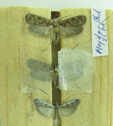 Motyl opięty kartonikem z ligniną