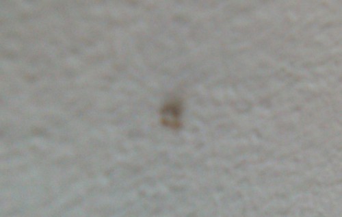 Zdjęcie owada zrobione poprzez lupę. Tragiczna jakość.<br />19.09.2017<br />Ściana nad łóżkiem.