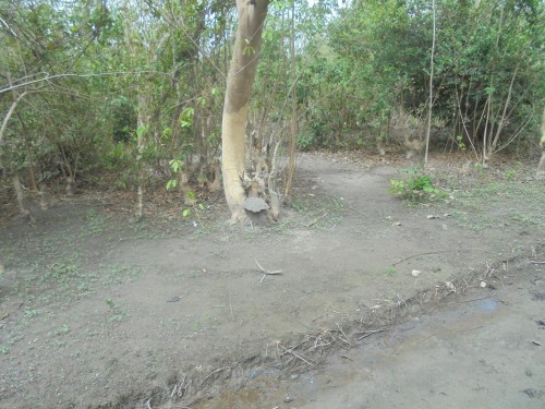 To małe przy pniu drzewa to termitiera.jpg