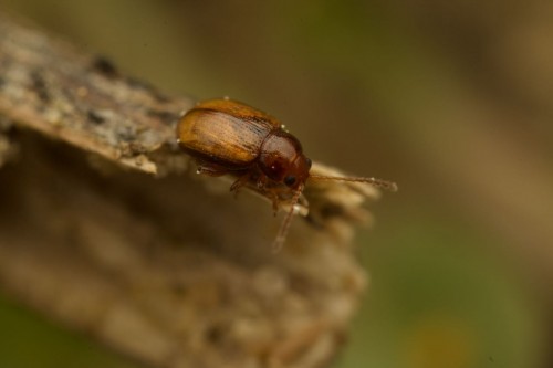 Aphthona sp.?<br />05232017 FD 28